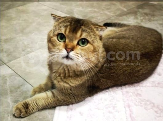 Golden Scottish Fold Erkek Kedilerimiz görsel