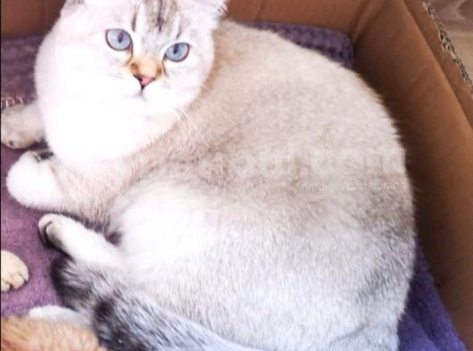 Golden Scottish Fold Erkek Kedilerimiz görsel
