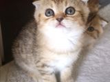 Golden Scottish Fold Erkek Kedilerimiz