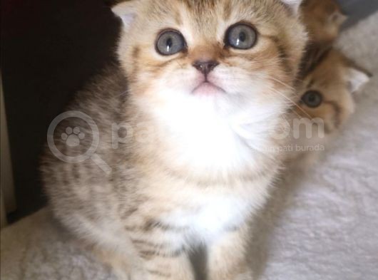 Golden Scottish Fold Erkek Kedilerimiz görsel