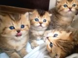 Golden Scottish Fold Erkek Kedilerimiz