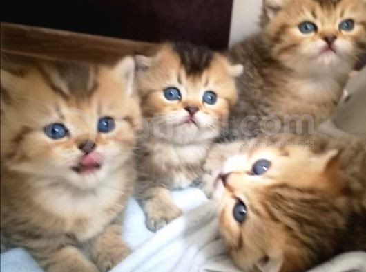 Golden Scottish Fold Erkek Kedilerimiz görsel