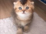 Golden Scottish Fold Erkek Kedilerimiz