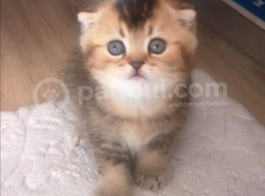 Golden Scottish Fold Erkek Kedilerimiz