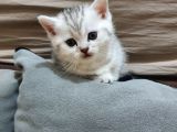 Safkan British Shorthair Bebekler