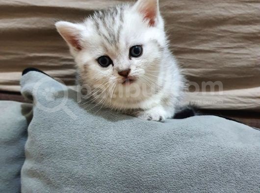 Safkan British Shorthair Bebekler görsel