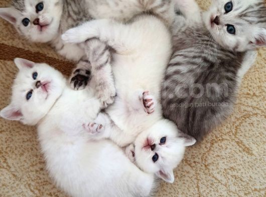 Safkan British Shorthair Bebekler