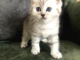 Safkan British Shorthair Bebekler