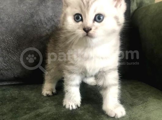 Safkan British Shorthair Bebekler görsel