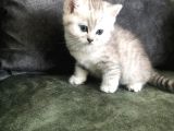 Safkan British Shorthair Bebekler