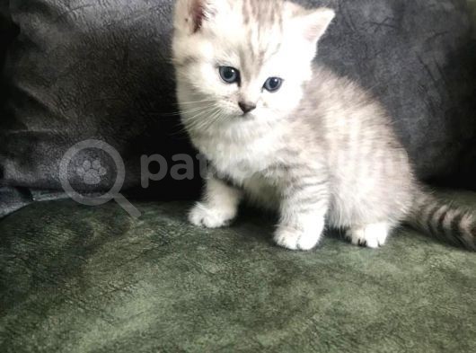 Safkan British Shorthair Bebekler görsel