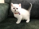 Safkan British Shorthair Bebekler