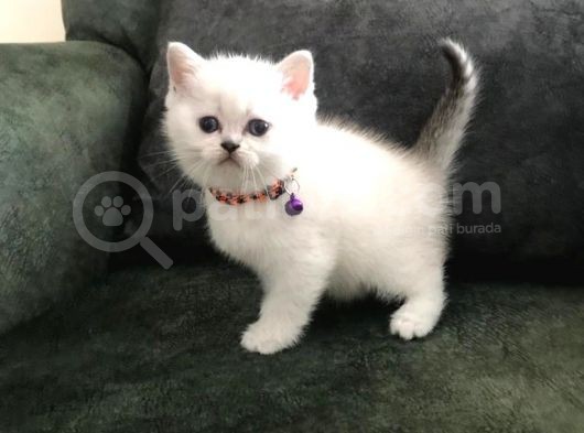 Safkan British Shorthair Bebekler görsel