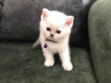 Safkan British Shorthair Bebekler
