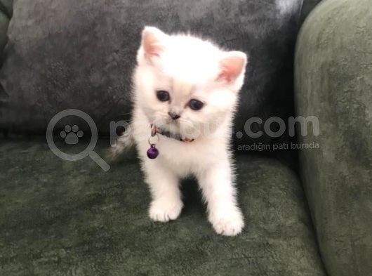 Safkan British Shorthair Bebekler görsel
