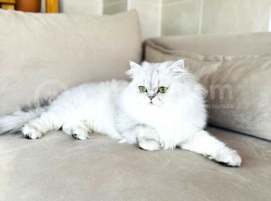 British&Chinchilla Güzeli Yavrular görsel
