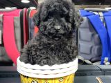 Di̇şi̇ Ve Erkek Si̇yah Safkan Toy Poodle