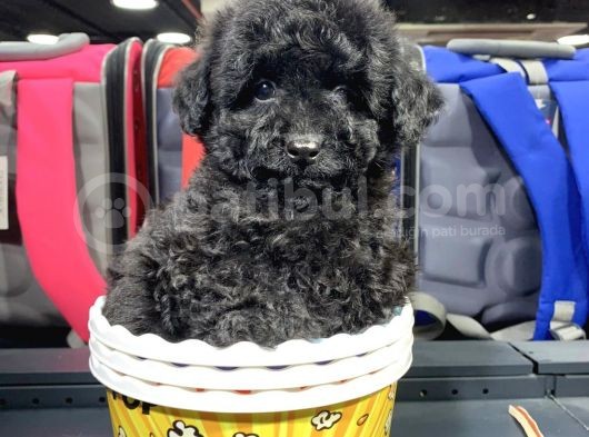 Di̇şi̇ Ve Erkek Si̇yah Safkan Toy Poodle görsel