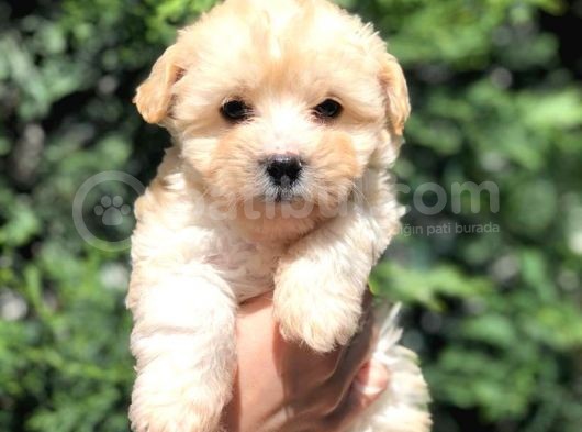 Xs Latte Renk F2 Maltipoo Yavrusu görsel