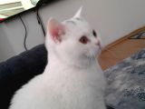 Pamuk Prenses Kizimiz