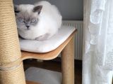 Acil!!!! British Shorthair Blue Point