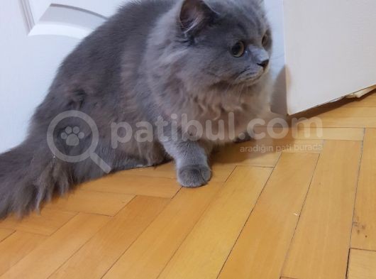Eryaman Da 6 Aylık Longhair Çok Oyuncu Tatlı Acil görsel