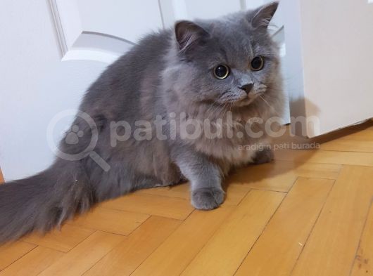 Eryaman Da 6 Aylık Longhair Çok Oyuncu Tatlı Acil