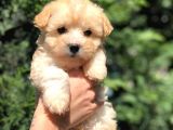Xs Latte Renk F2 Maltipoo Yavrusu