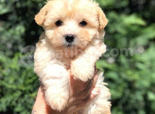 Xs Latte Renk F2 Maltipoo Yavrusu görsel