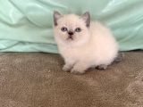 Safkan Bluepoi̇nt Bri̇ti̇sh Shorthai̇r