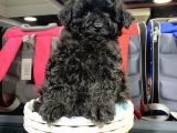 Di̇şi̇ Ve Erkek Si̇yah Safkan Toy Poodle