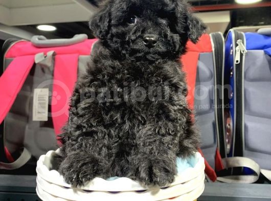 Di̇şi̇ Ve Erkek Si̇yah Safkan Toy Poodle görsel
