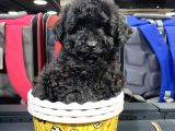 Di̇şi̇ Ve Erkek Si̇yah Safkan Toy Poodle