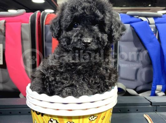 Di̇şi̇ Ve Erkek Si̇yah Safkan Toy Poodle