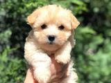 Xs Latte Renk F2 Maltipoo Yavrusu