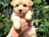 Xs Latte Renk F2 Maltipoo Yavrusu