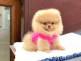 Orji̇nal Safkan Pomerani̇an Boo