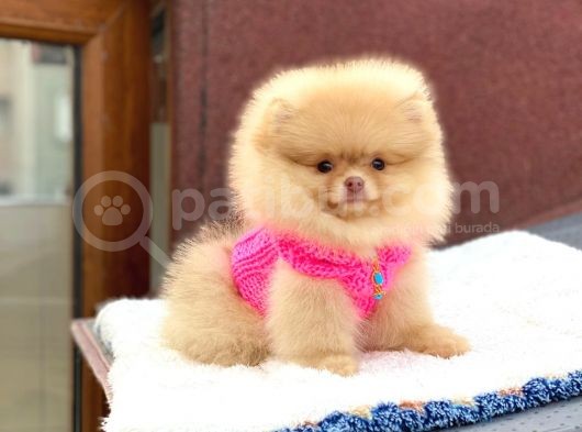 Orji̇nal Safkan Pomerani̇an Boo görsel