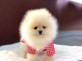 Orji̇nal Safkan Pomerani̇an Boo