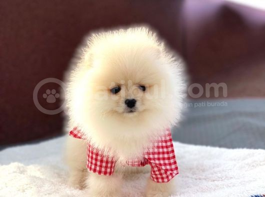 Orji̇nal Safkan Pomerani̇an Boo görsel