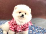 Orji̇nal Safkan Pomerani̇an Boo