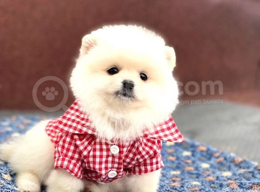 Orji̇nal Safkan Pomerani̇an Boo görsel