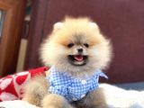 Orji̇nal Safkan Pomerani̇an Boo