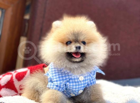 Orji̇nal Safkan Pomerani̇an Boo