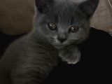 Tesli̇me Hazir Tüy Dökmeyen British Shorthair