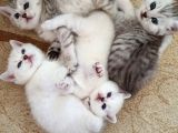 Safkan British Shorthair Bebekler