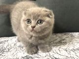 Scottish Fold Erkek Yavru Kedimizi Sahiplendiriyoruz