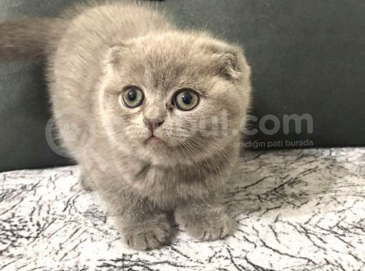 Scottish Fold Erkek Yavru Kedimizi Sahiplendiriyoruz