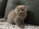 Scottish Fold Erkek Yavru Kedimizi Sahiplendiriyoruz