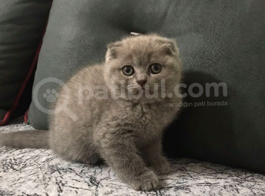 Scottish Fold Erkek Yavru Kedimizi Sahiplendiriyoruz görsel